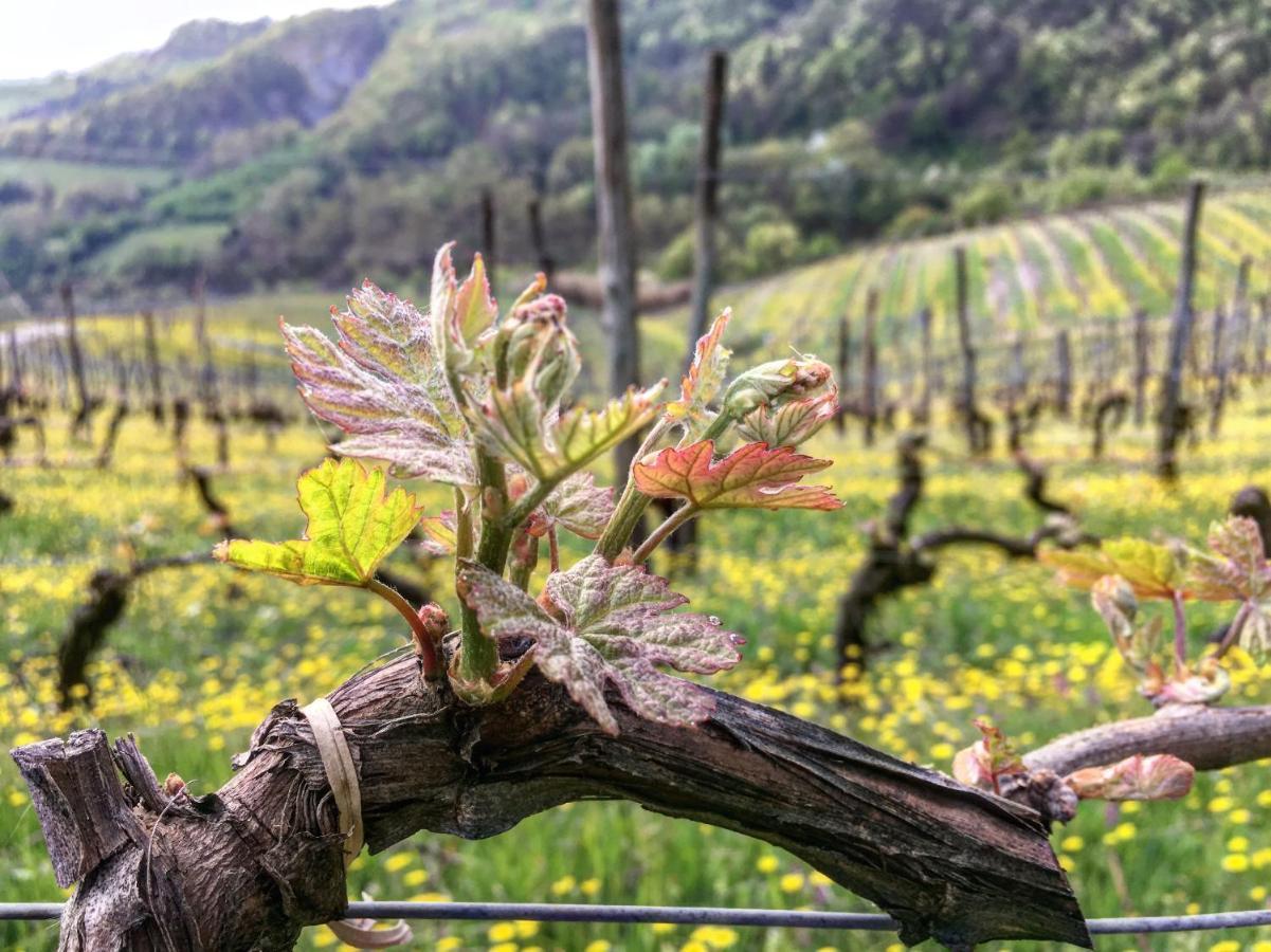 Cascina Bertolotto Wine Resort Spigno Monferrato Ngoại thất bức ảnh